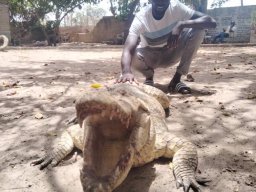 Crocodile Farm